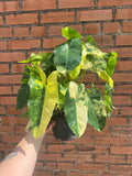 Philodendron Burle Marx Variegated