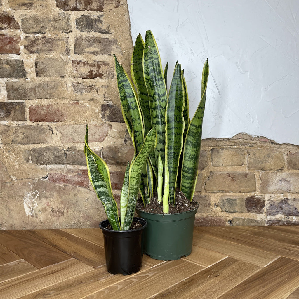 Snake Plant Laurentii