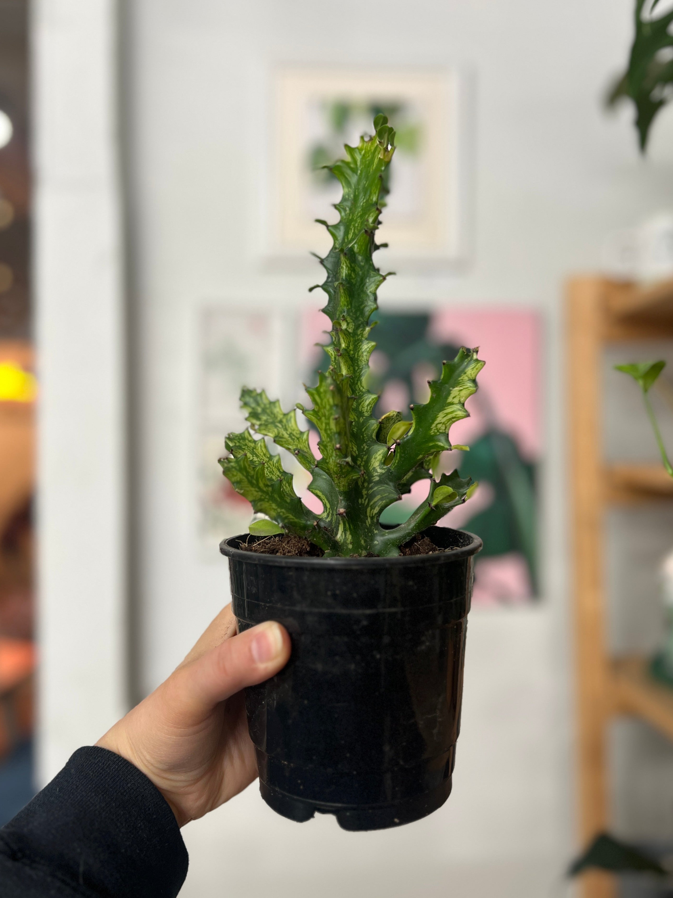 Euphorbia Trigona Variegated