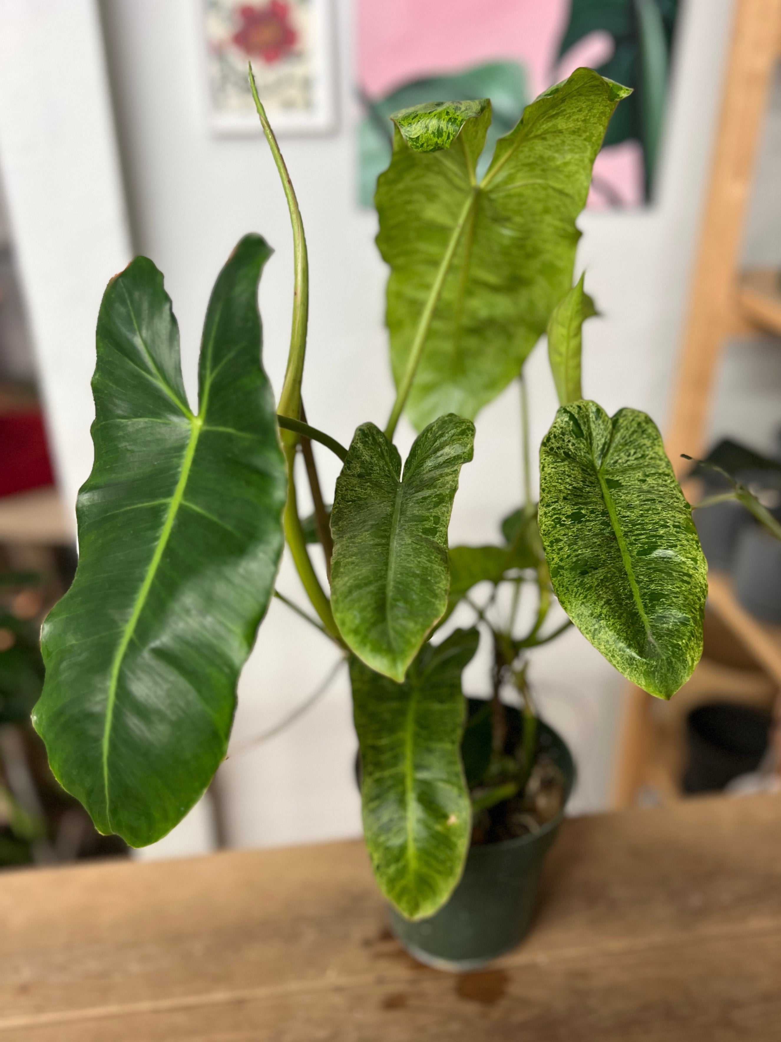 Philodendron Paraiso Verde