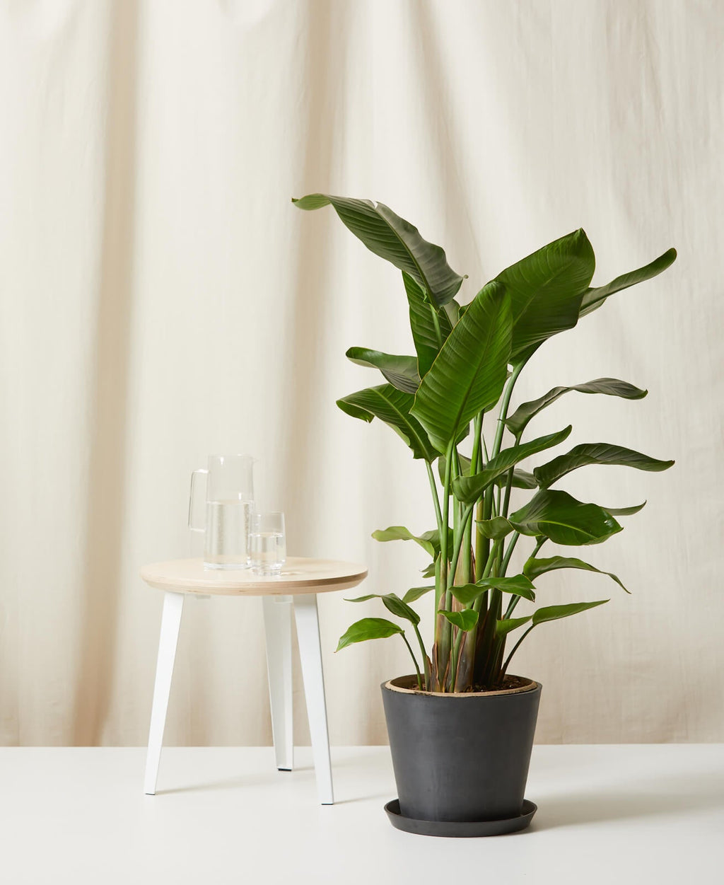 Bird of Paradise XXL