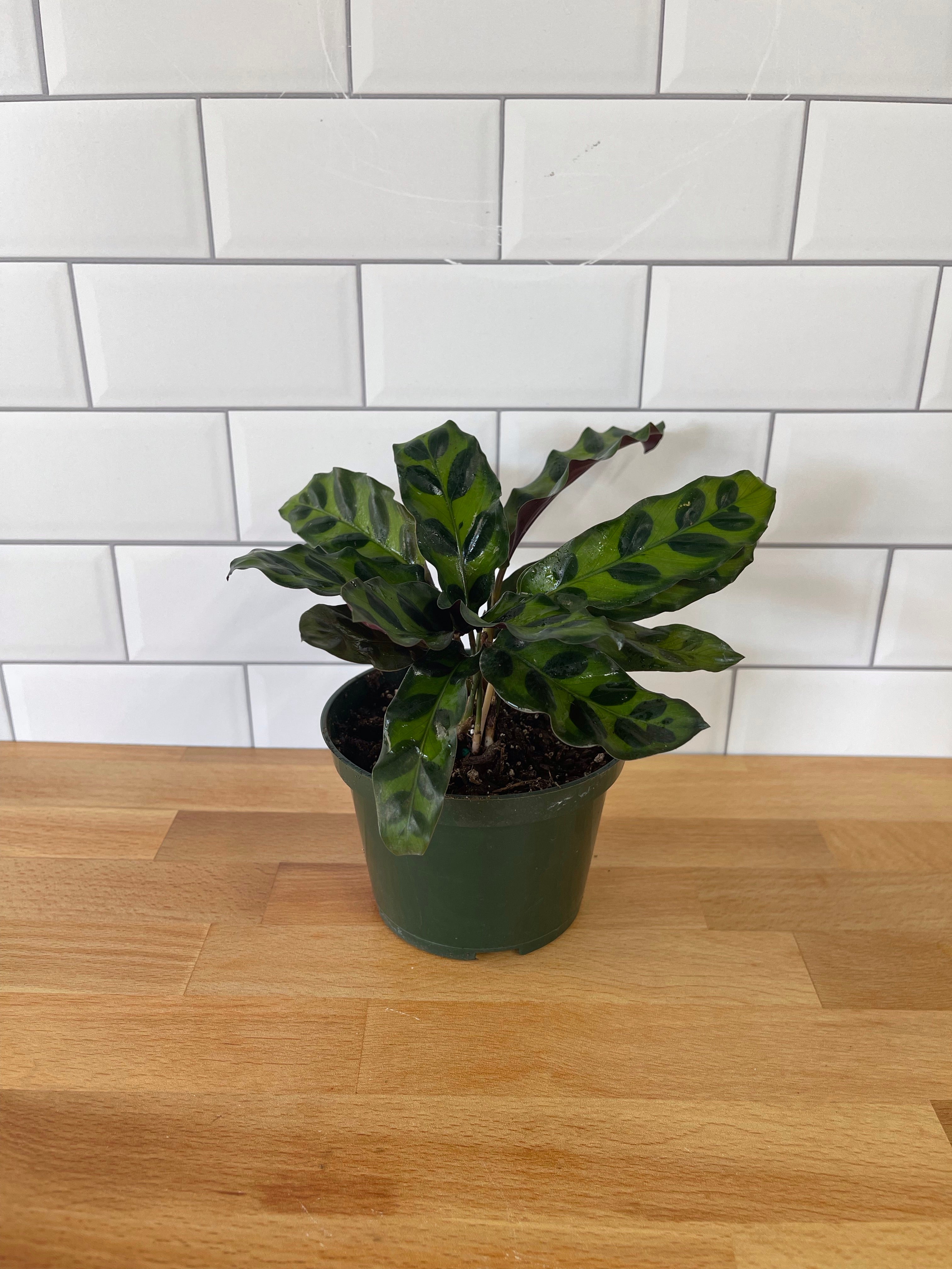 Calathea 'Rattlesnake'