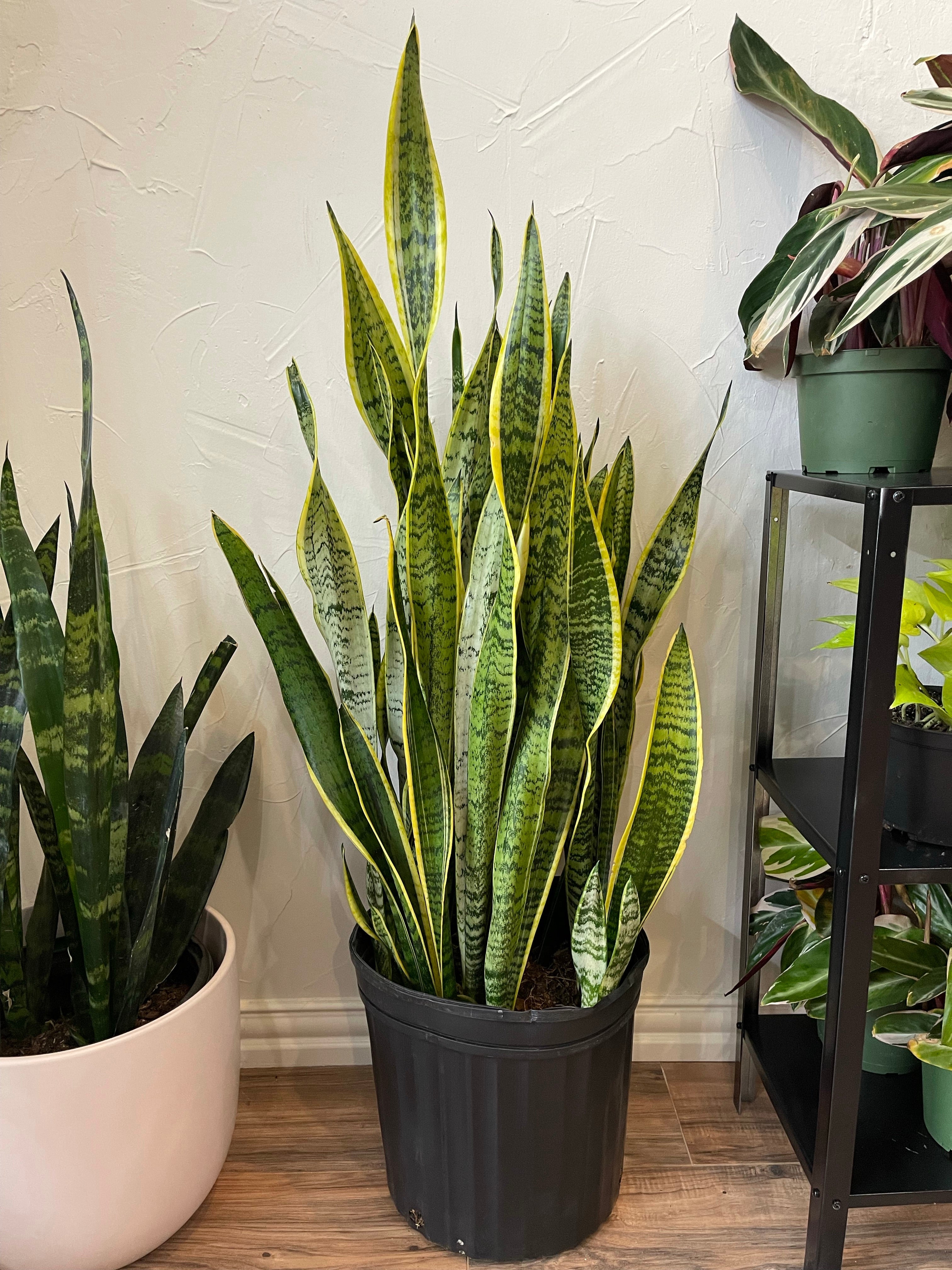 Snake Plant Laurentii