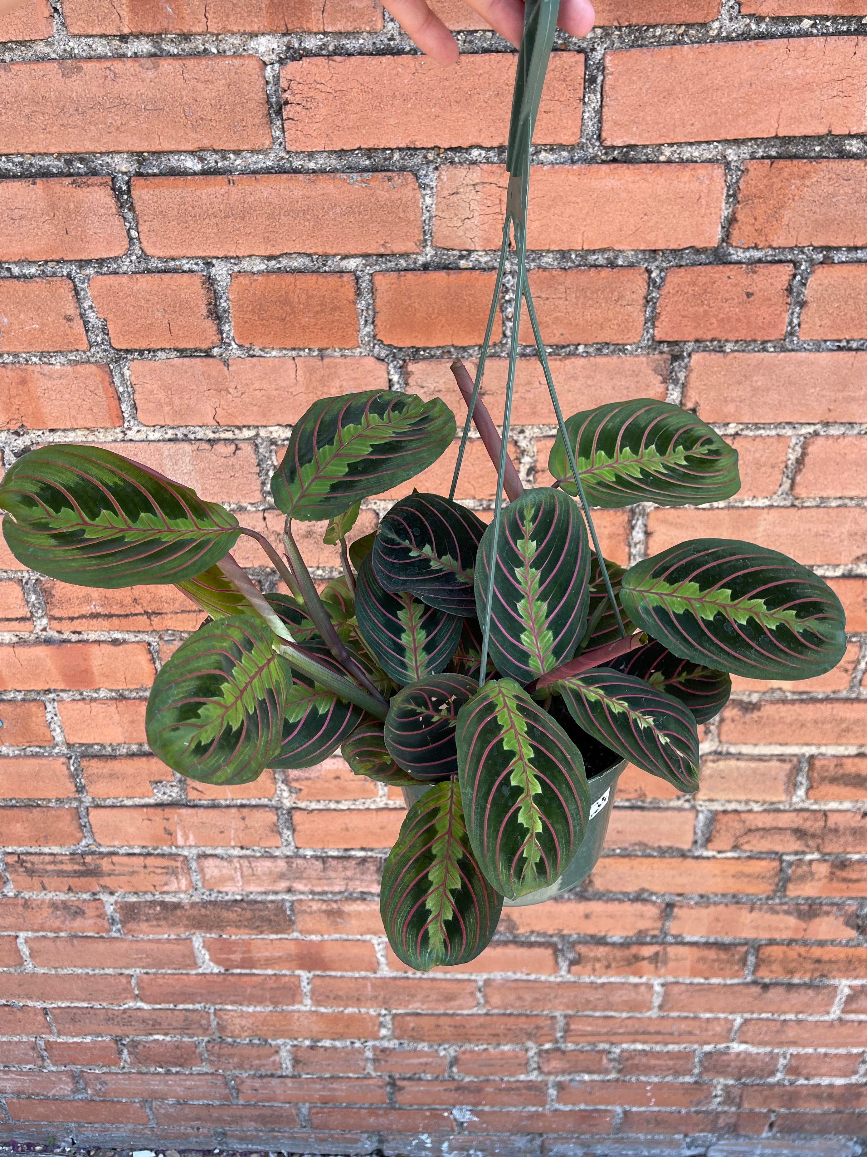 Maranta 'Red Prayer Plant