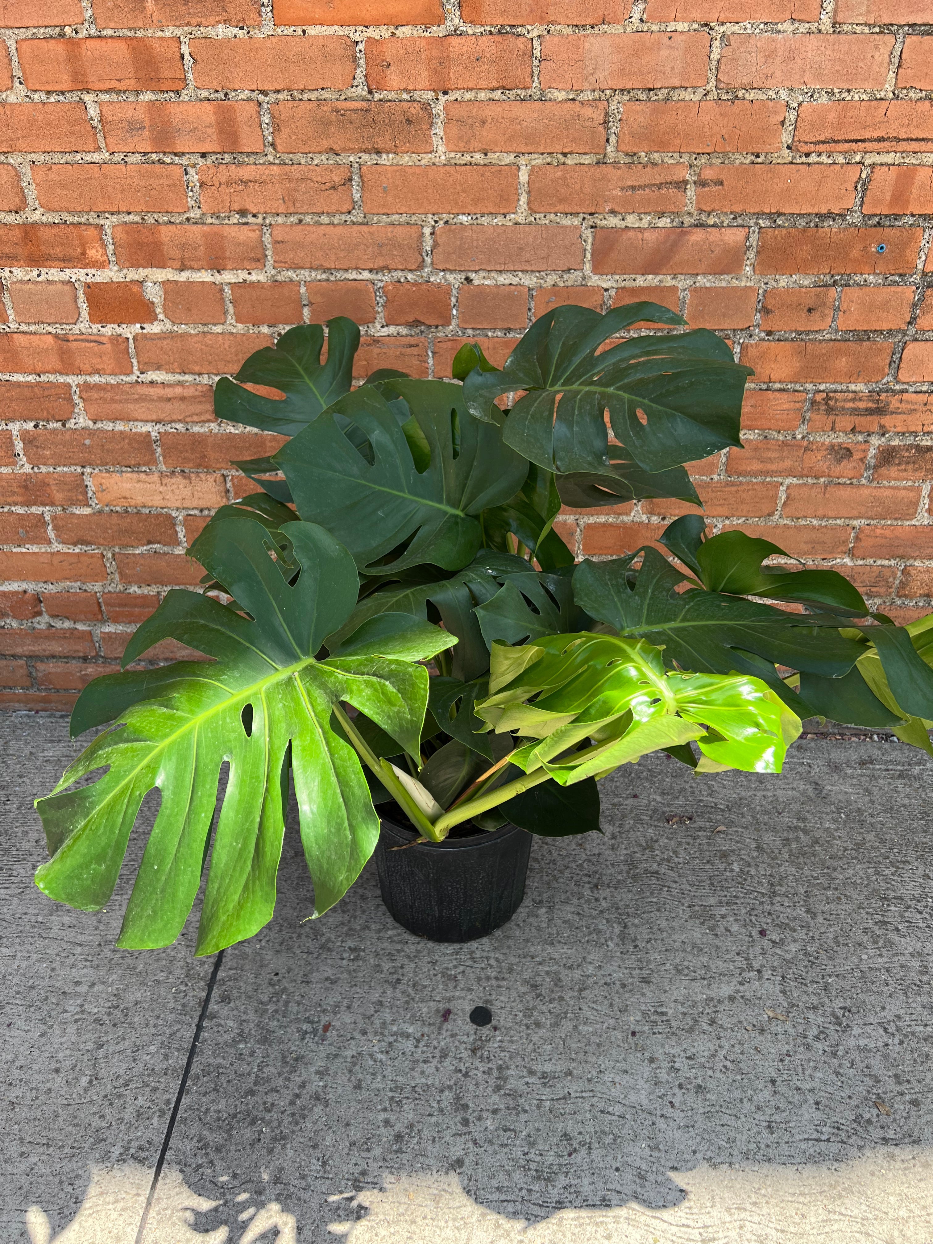 Monstera Deliciosa
