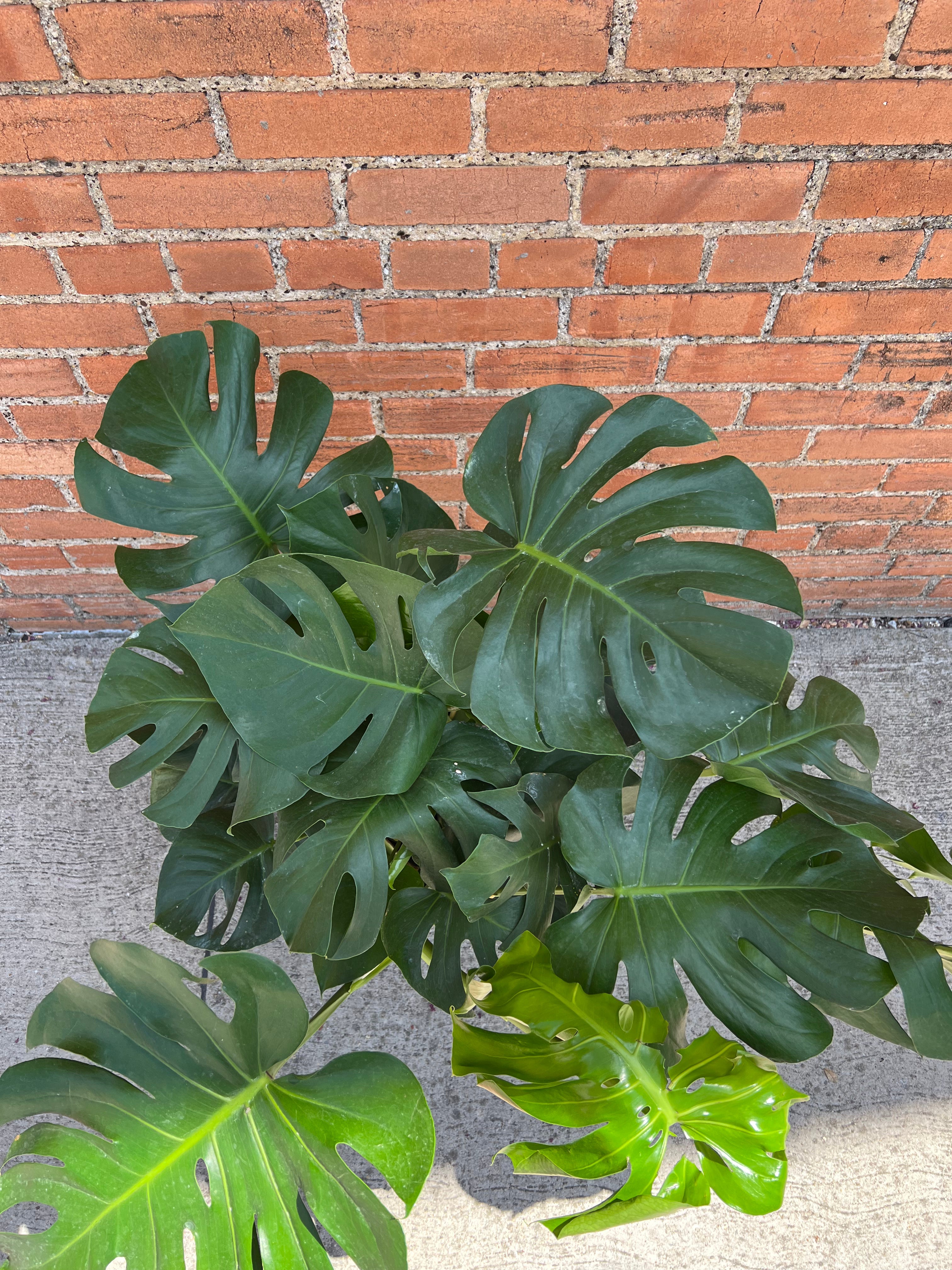 Monstera Deliciosa