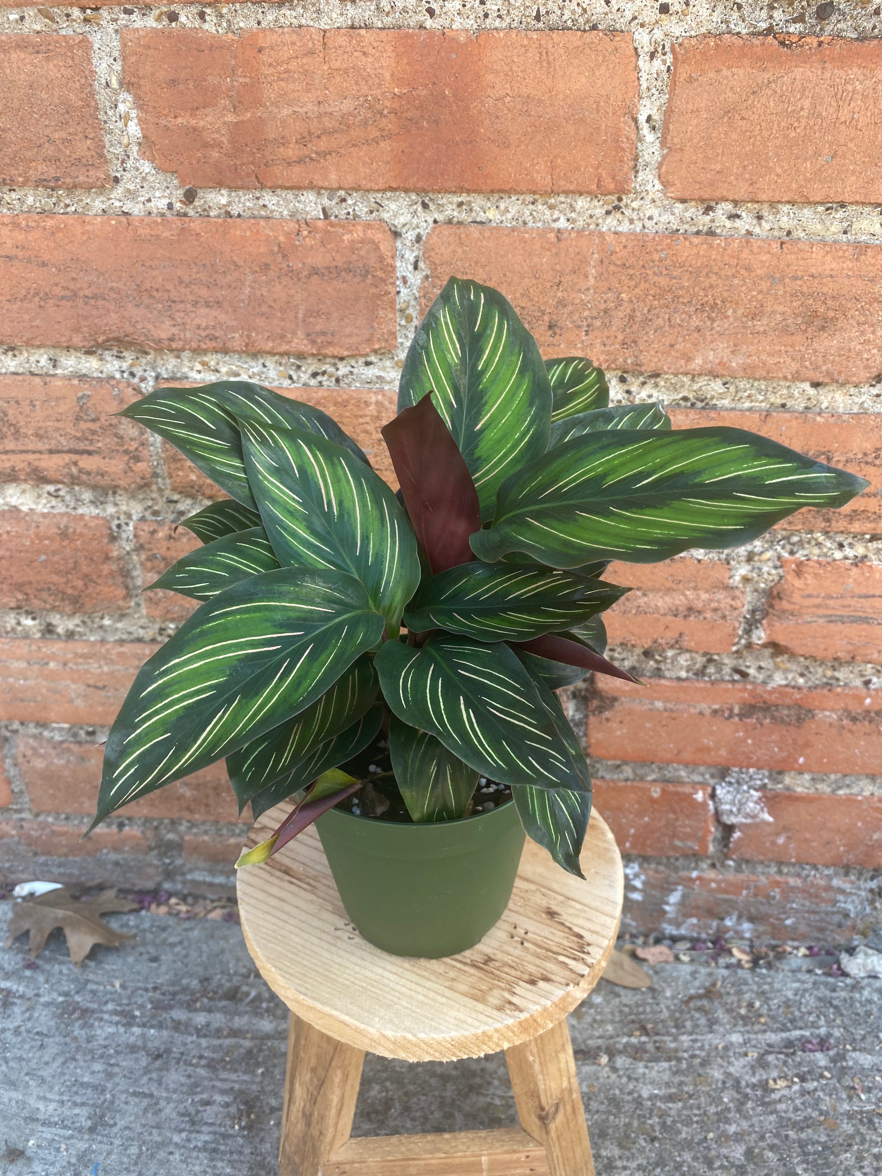 Calathea 'Beauty Star'