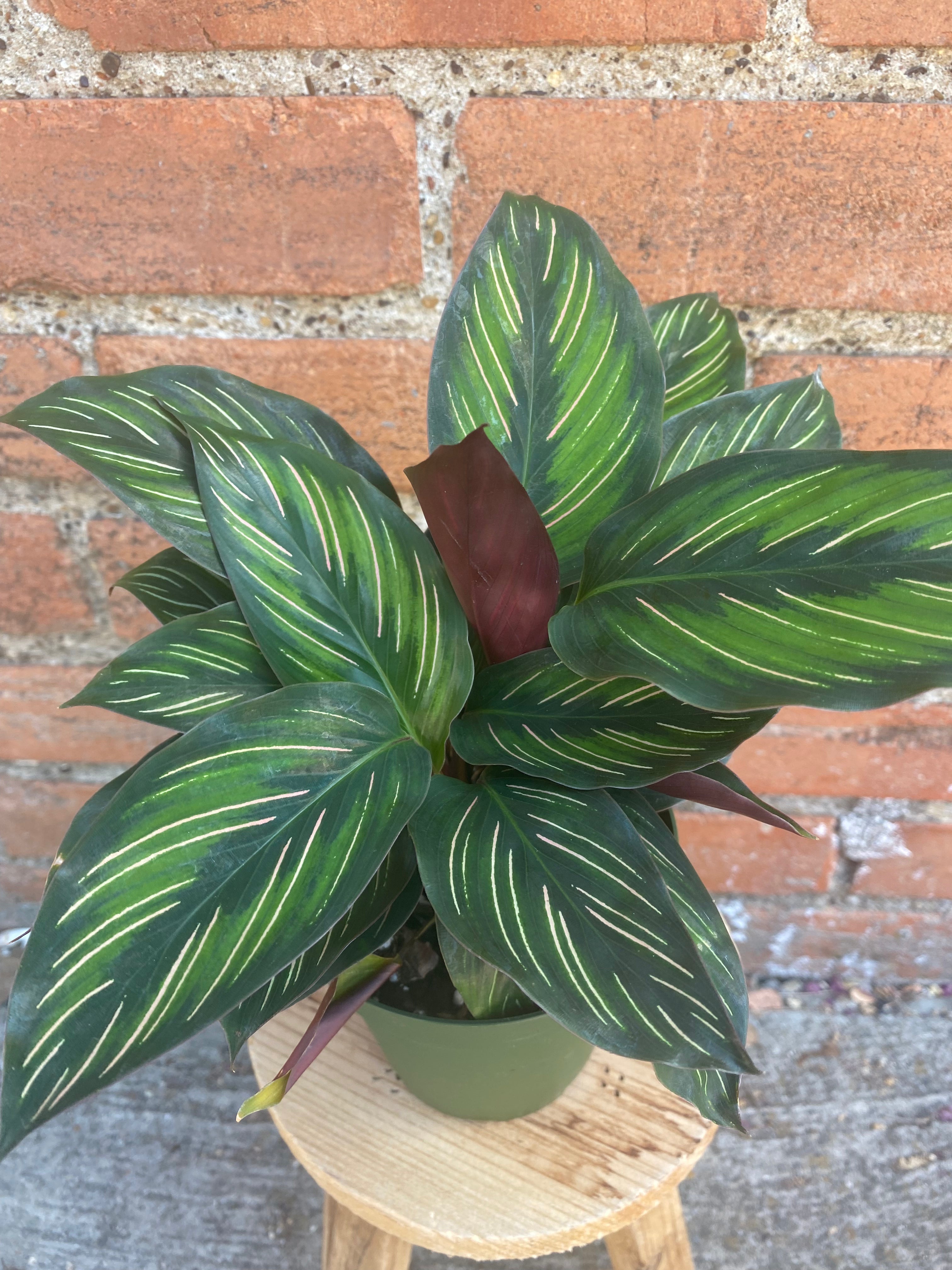 Calathea 'Beauty Star'