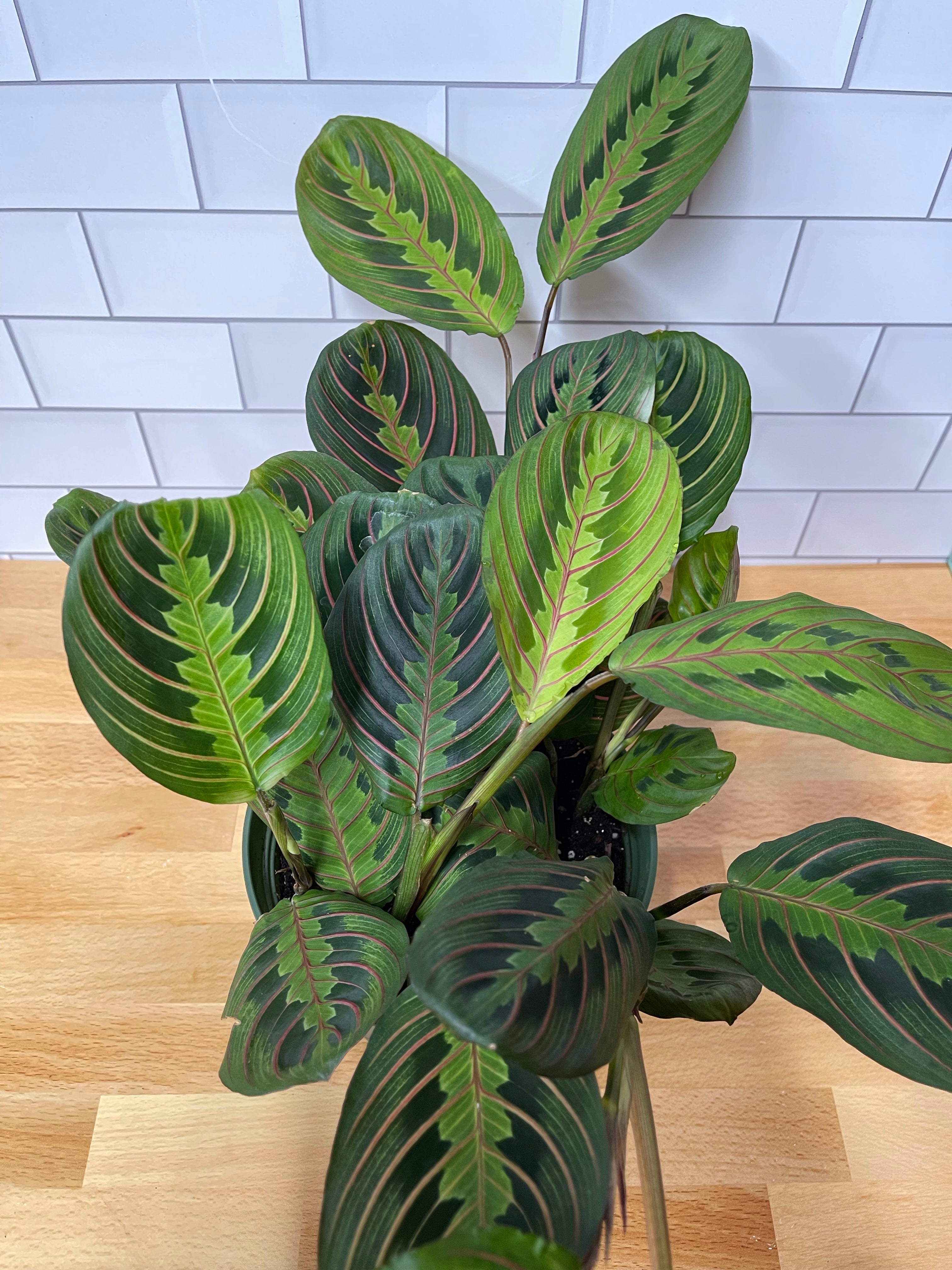 Maranta 'Red Prayer Plant