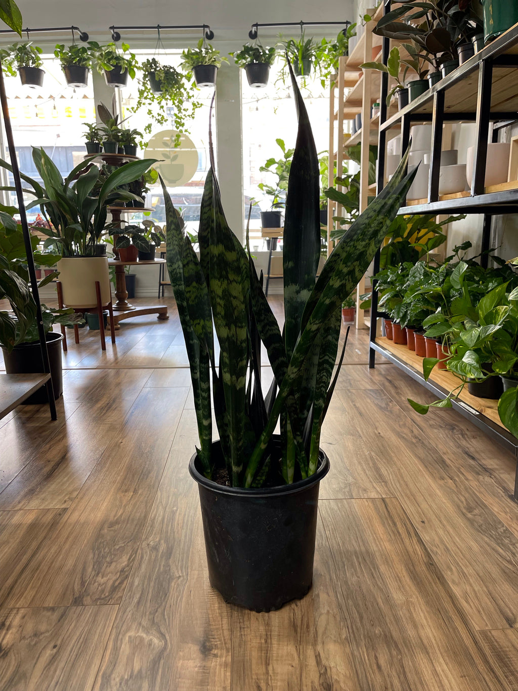 Snake Plant Black Coral