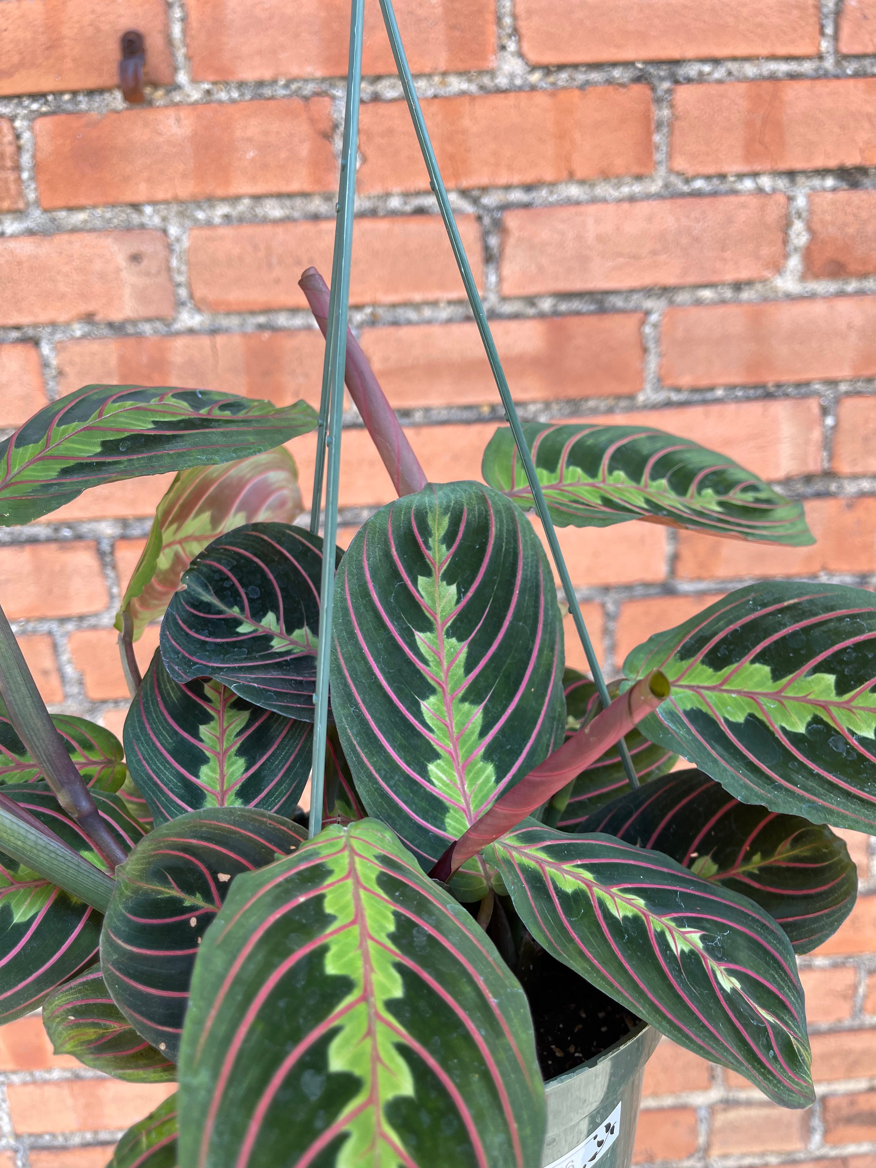 Maranta 'Red Prayer Plant