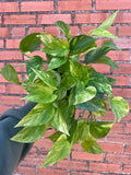 Neon Queen Pothos