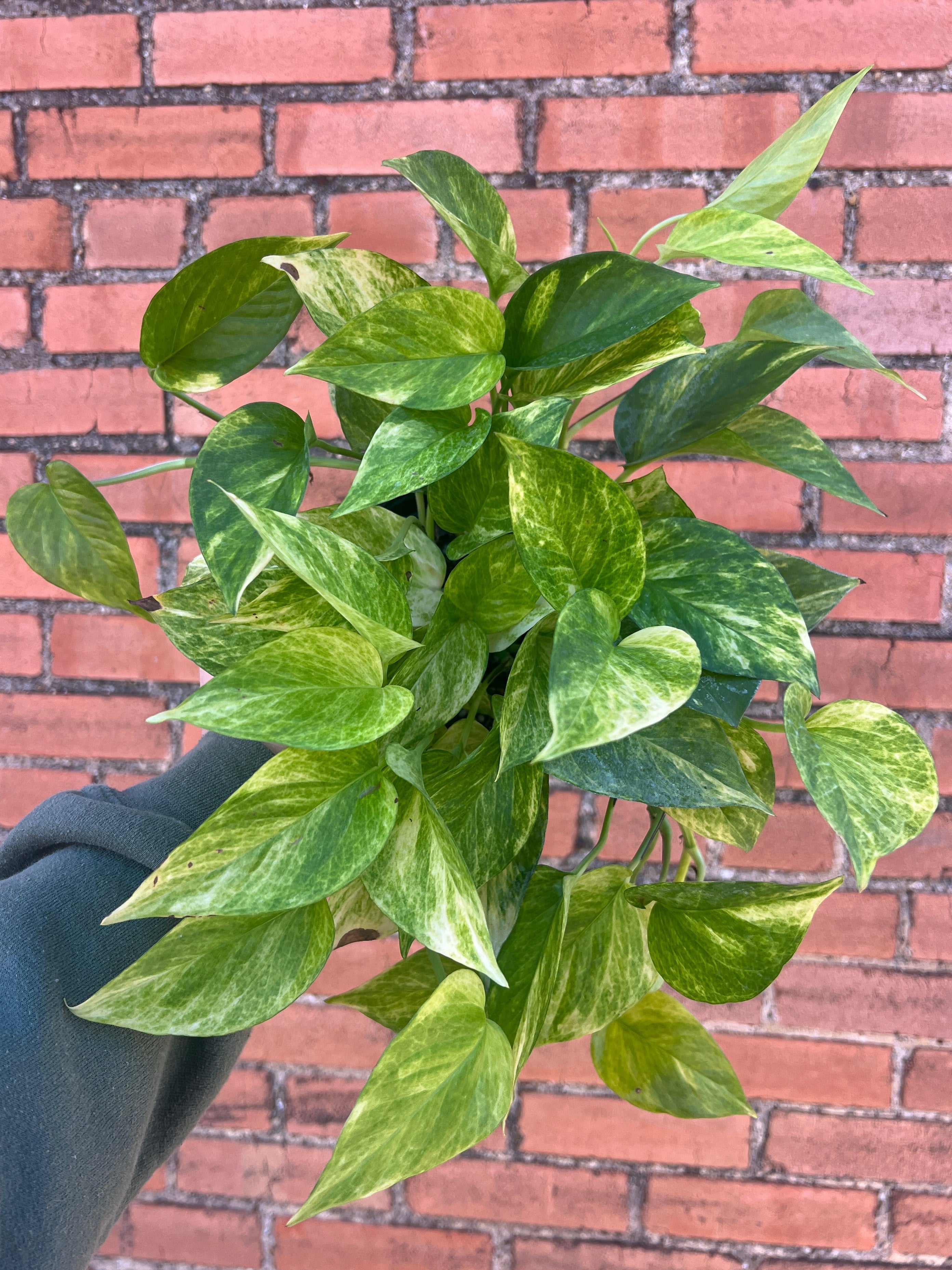 Neon Queen Pothos