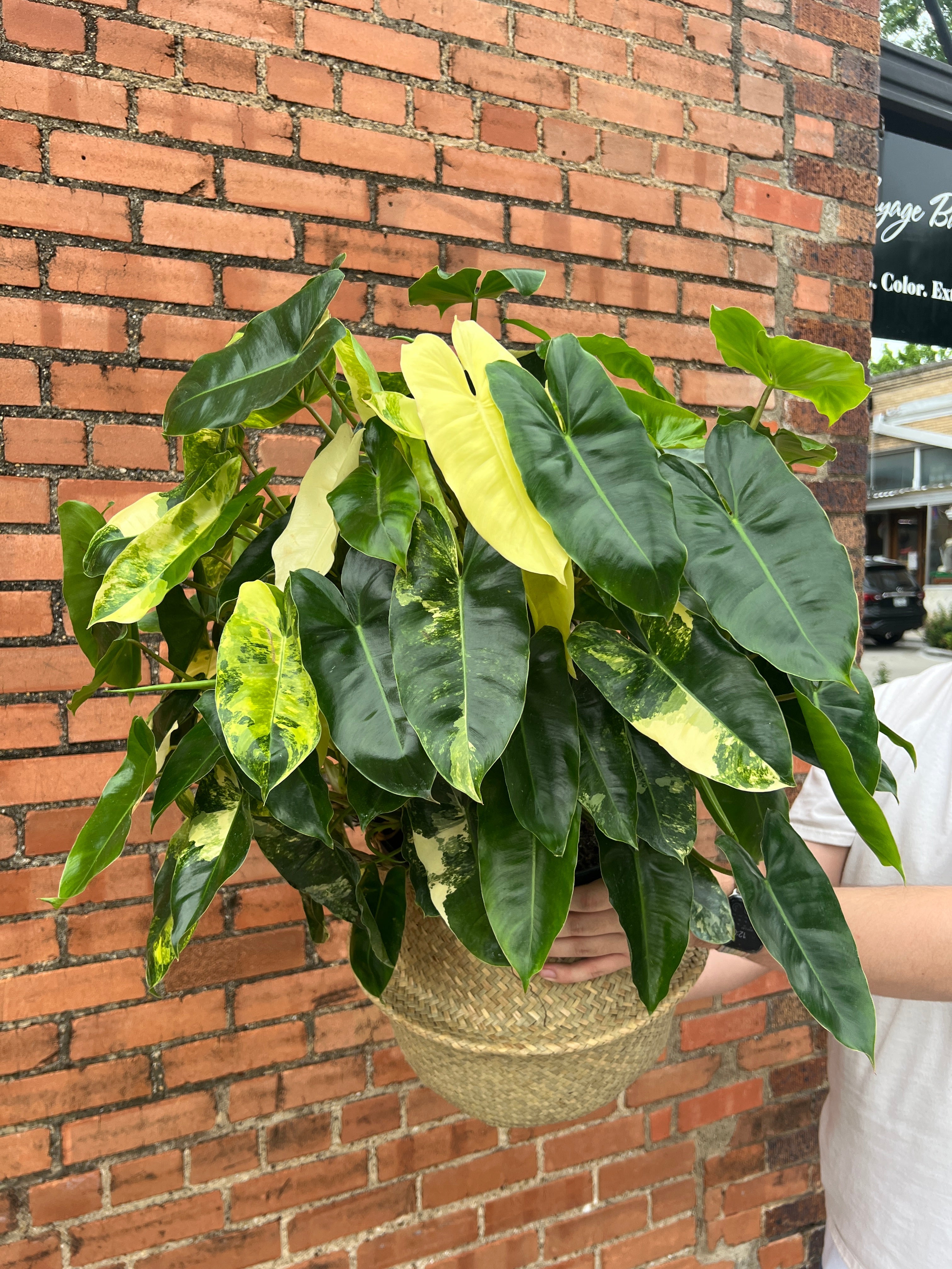 Philodendron Burle Marx Variegated